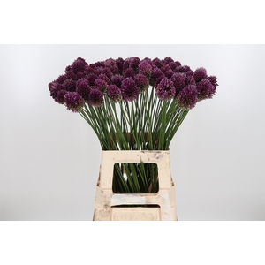 Allium Sphaerocephal (kogel)