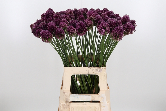 <h4>Allium Sphaerocephal (kogel)</h4>