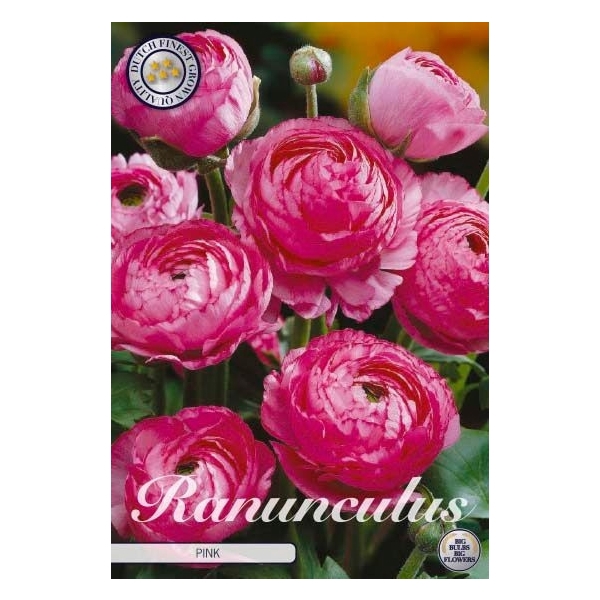 <h4>Ranunculus Asiaticus Pink x10 6/7</h4>