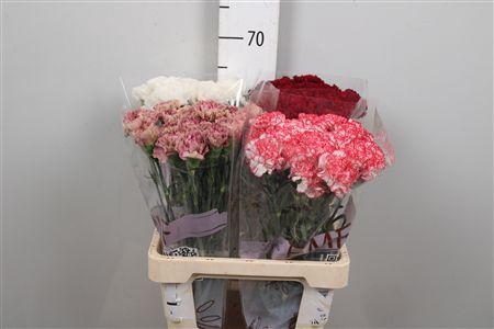 <h4>Di St Gem In Fust</h4>