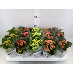 Kalanchoe blos.   ..rosebud mix  5