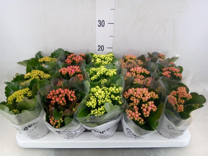 <h4>Kalanchoe blos.   ..rosebud mix  5</h4>