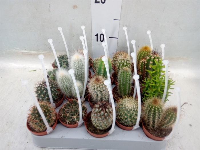 <h4>Cactus   ...mix</h4>