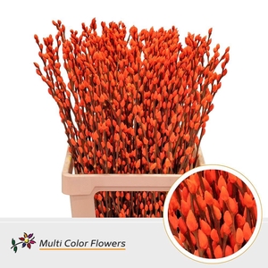 Salix caprea 'Snow Flake' .color H%