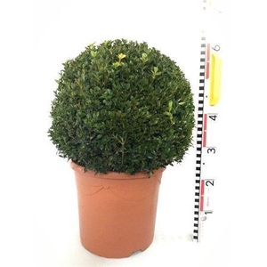 Buxu Sempervirens 40cm Diam.