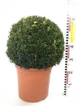 <h4>Buxu Sempervirens 40cm Diam.</h4>