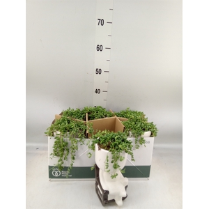 Arr.   Kamerplant Groen L%