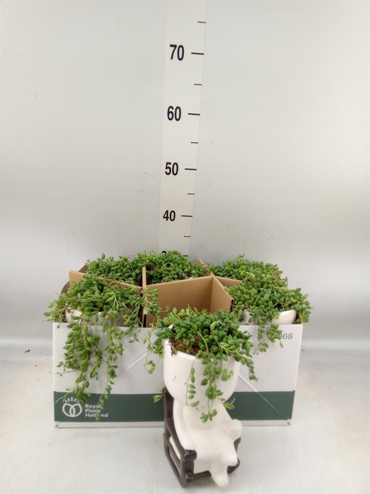 <h4>Arr.   Kamerplant Groen L%</h4>
