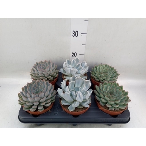 Echeveria   ...mix