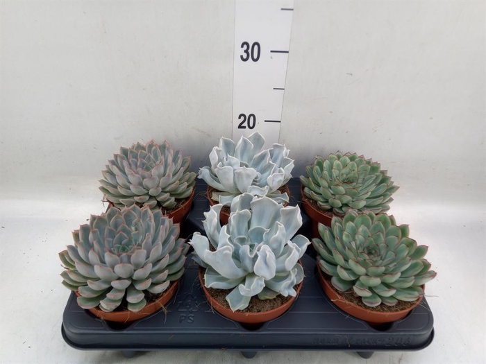 <h4>Echeveria   ...mix</h4>