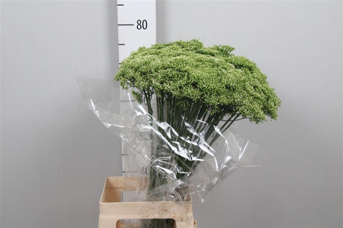 <h4>Trach Lake Powell</h4>