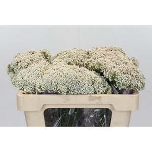 Ozothamnus Cooks Snow White