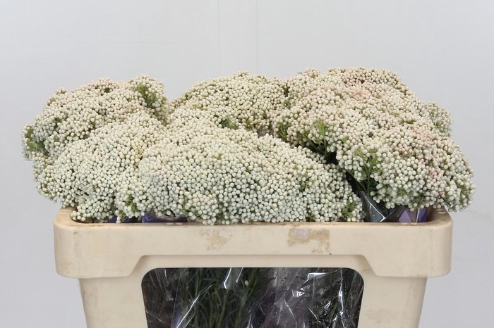 Ozothamnus Cooks Snow White