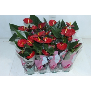 ANTHURIUM RED SUCCESS P09