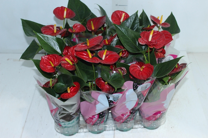 <h4>ANTHURIUM RED SUCCESS P09</h4>
