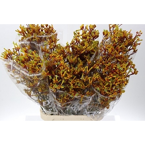 Anigoz Gold Fever 100cm