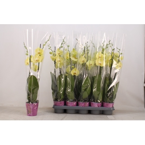 PHAL AN FERRARA
