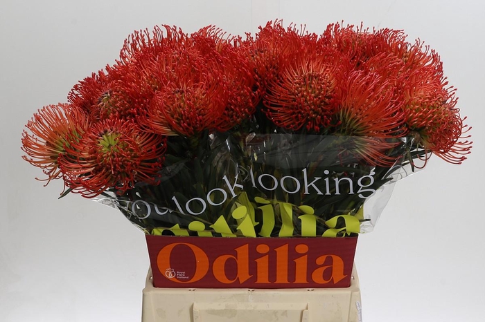 <h4>Nutans Succession</h4>