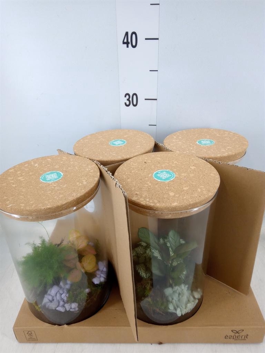 <h4>Arr.    Planten  H%</h4>