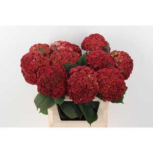 Hydr M Roy Anasta Cl