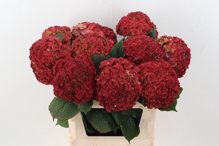 <h4>Hydr M Roy Anasta Cl</h4>