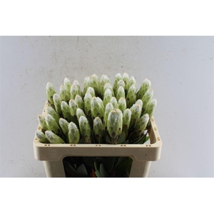 Protea Mundi White C