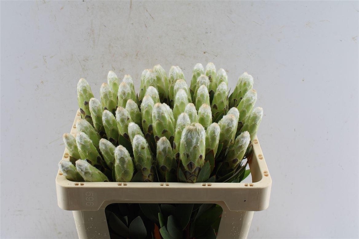 <h4>Protea Mundi White C</h4>