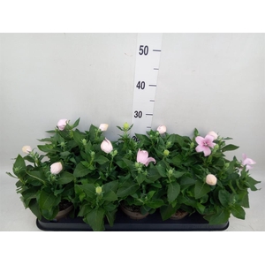 Platycodon grand. 'Astra Pink'
