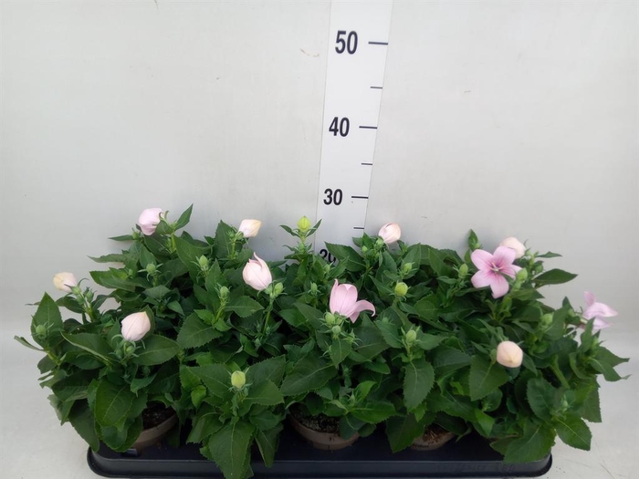 <h4>Platycodon grand. 'Astra Pink'</h4>