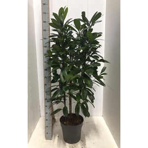FICUS CYATHISTIPULA