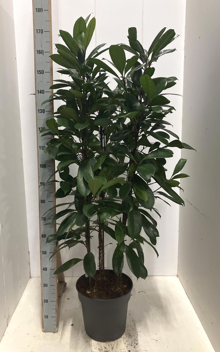 <h4>FICUS CYATHISTIPULA</h4>