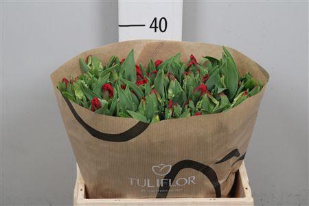 <h4>Tu Pa Seadov Parrot</h4>