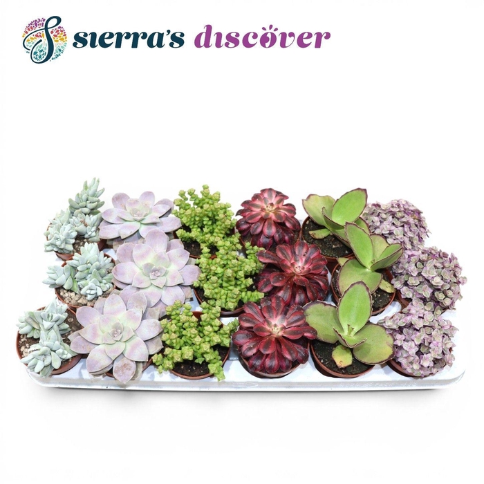 <h4>SUCC OV</h4>