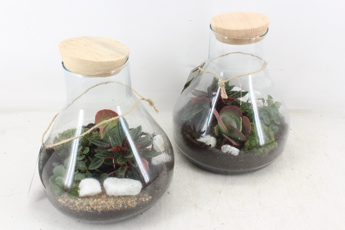 <h4>arr2 MB - Terrarium glas Paris x3\</h4>