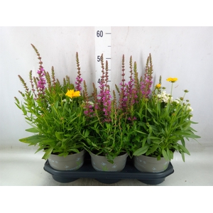 Vaste pltn   ...mix in pot [Perenni