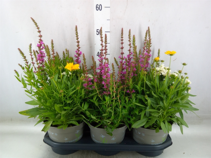 <h4>Vaste pltn   ...mix in pot [Perenni</h4>