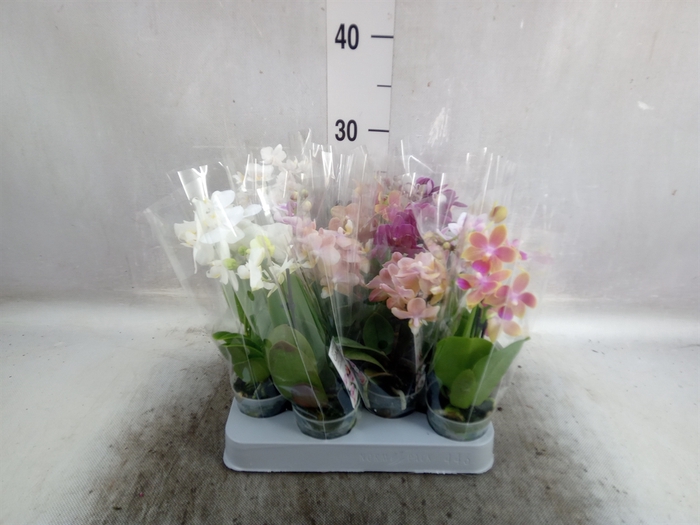 <h4>Phalaenopsis multi.   ...mix</h4>