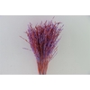 Dried Artz Rice Grass Mondriaan Bunch