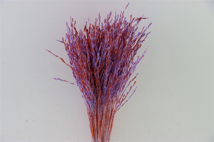Dried Artz Rice Grass Mondriaan Bunch