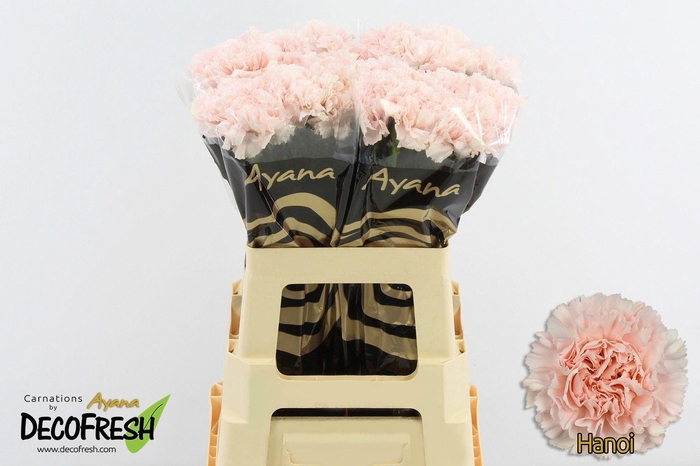 <h4>Di St Hanoi</h4>