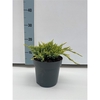 Juniperus sq. 'Holger' C2
