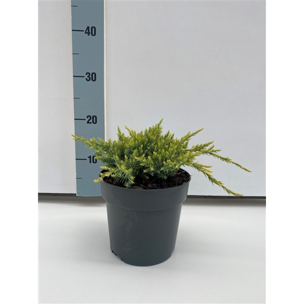 Juniperus sq. 'Holger' C2