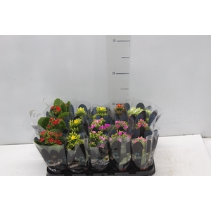 KALANCHOE MINI P06