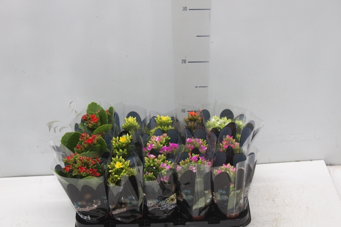 <h4>KALANCHOE MINI P06</h4>