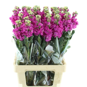 Matthiola Incana Rose
