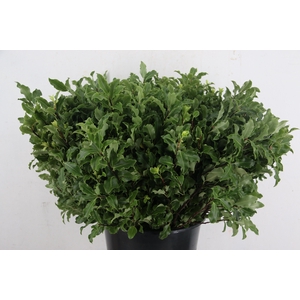 PITTOSPORUM OV