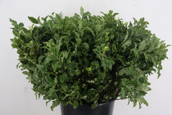 <h4>PITTO GREEN PER STEM 050CM</h4>