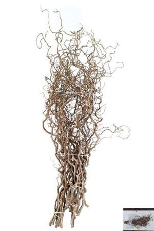 <h4>Corylus Av Contorta</h4>