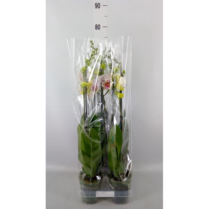 <h4>Phalaenopsis 'Bohemian Goya'</h4>