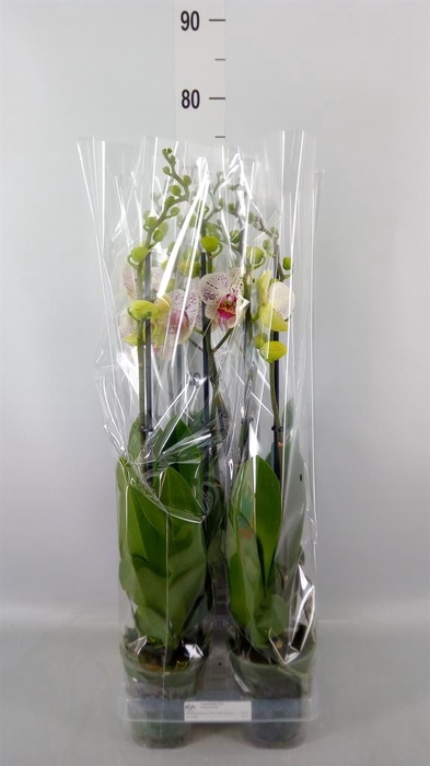 Phalaenopsis  'Bohemian Goya'